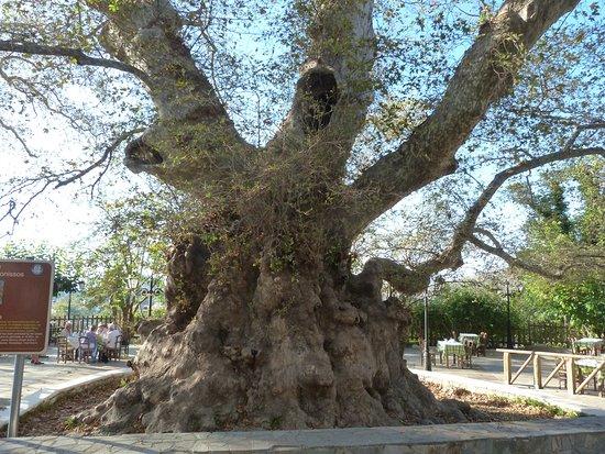 Platanus Tree
