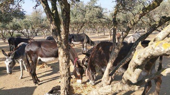 Agia Marina Donkey Rescue Sanctuary