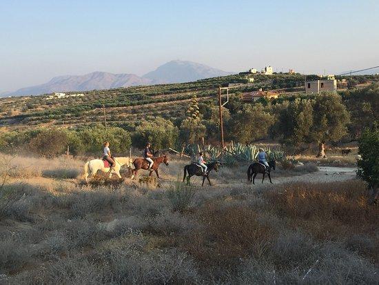 Horsefarm Melanouri